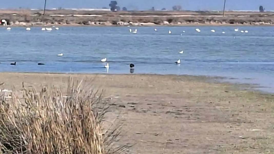 Göksu Deltası Renk Cümbüşüne Sahne Oluyor: 334 Kuş Türü Bir Arada! 1